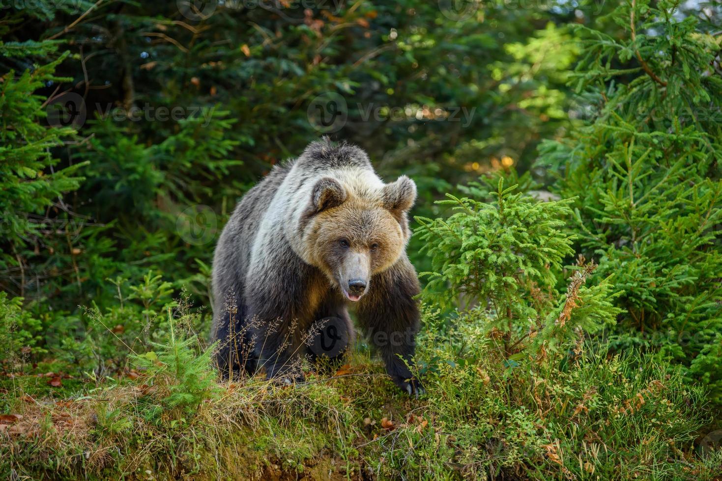 orso bruno selvaggio nella foresta autunnale. animale in habitat naturale. scena della fauna selvatica foto