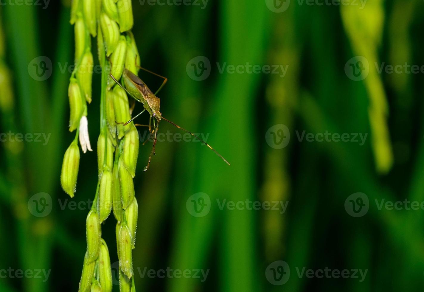 mazzo di asparagi foto