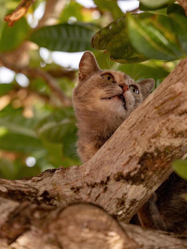 gatto domestico selvatico foto