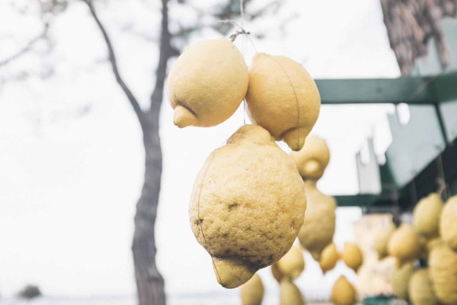 limoni appesi a un albero foto