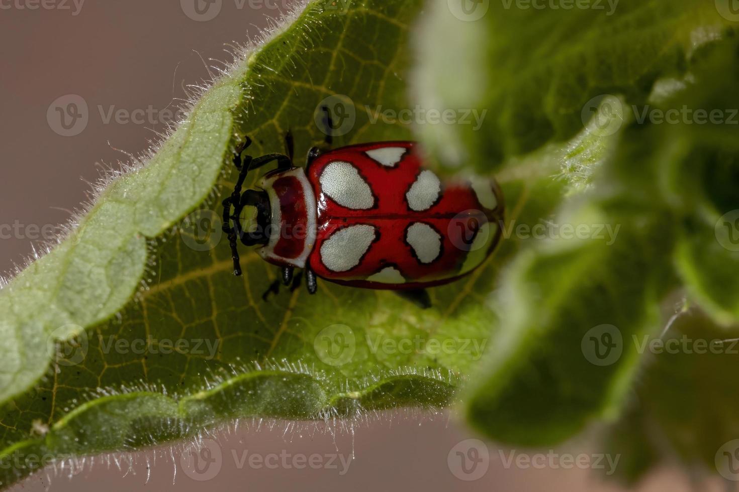 scarabeo delle pulci adulto foto