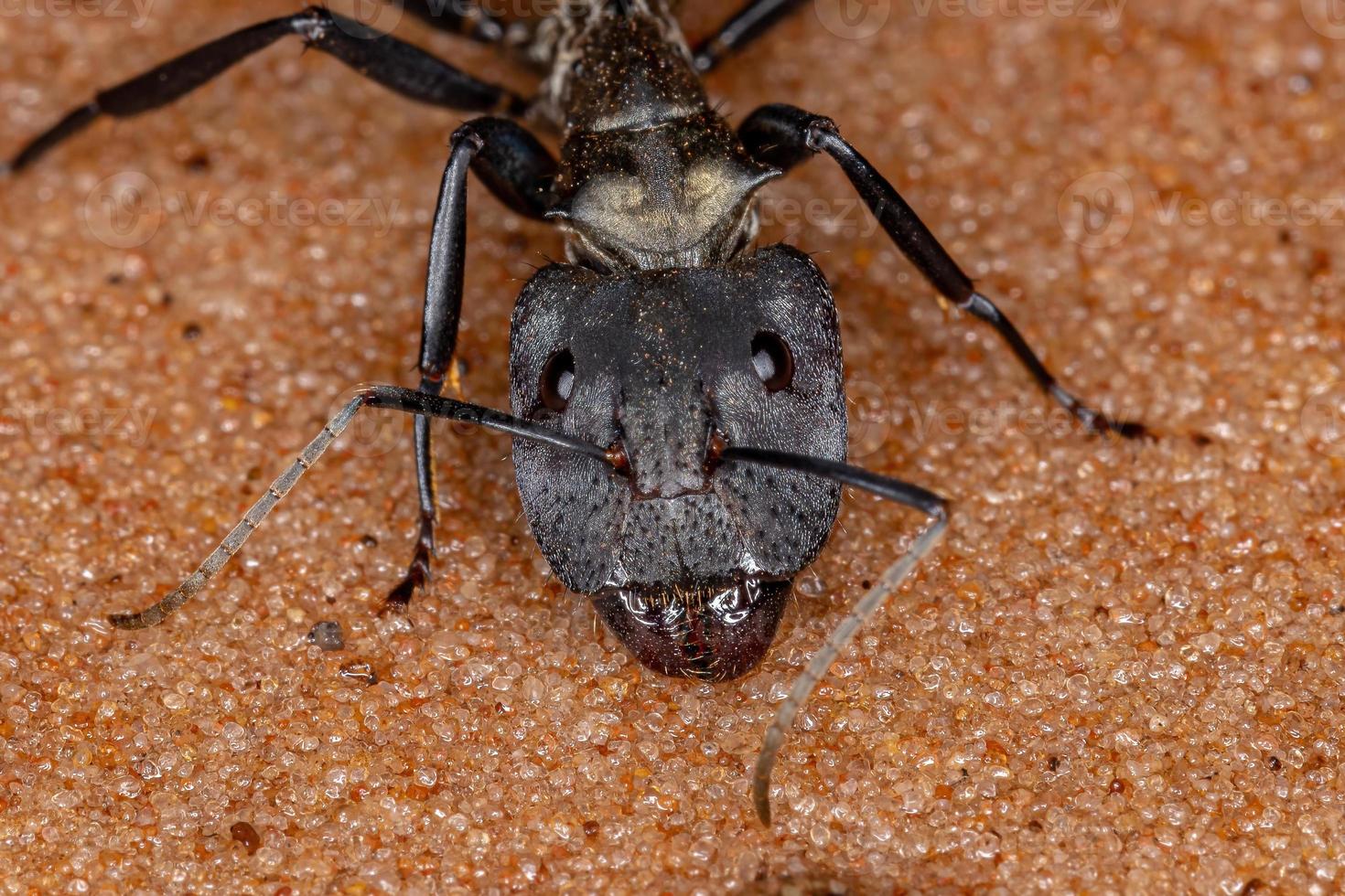 formica di zucchero dorato scintillante foto