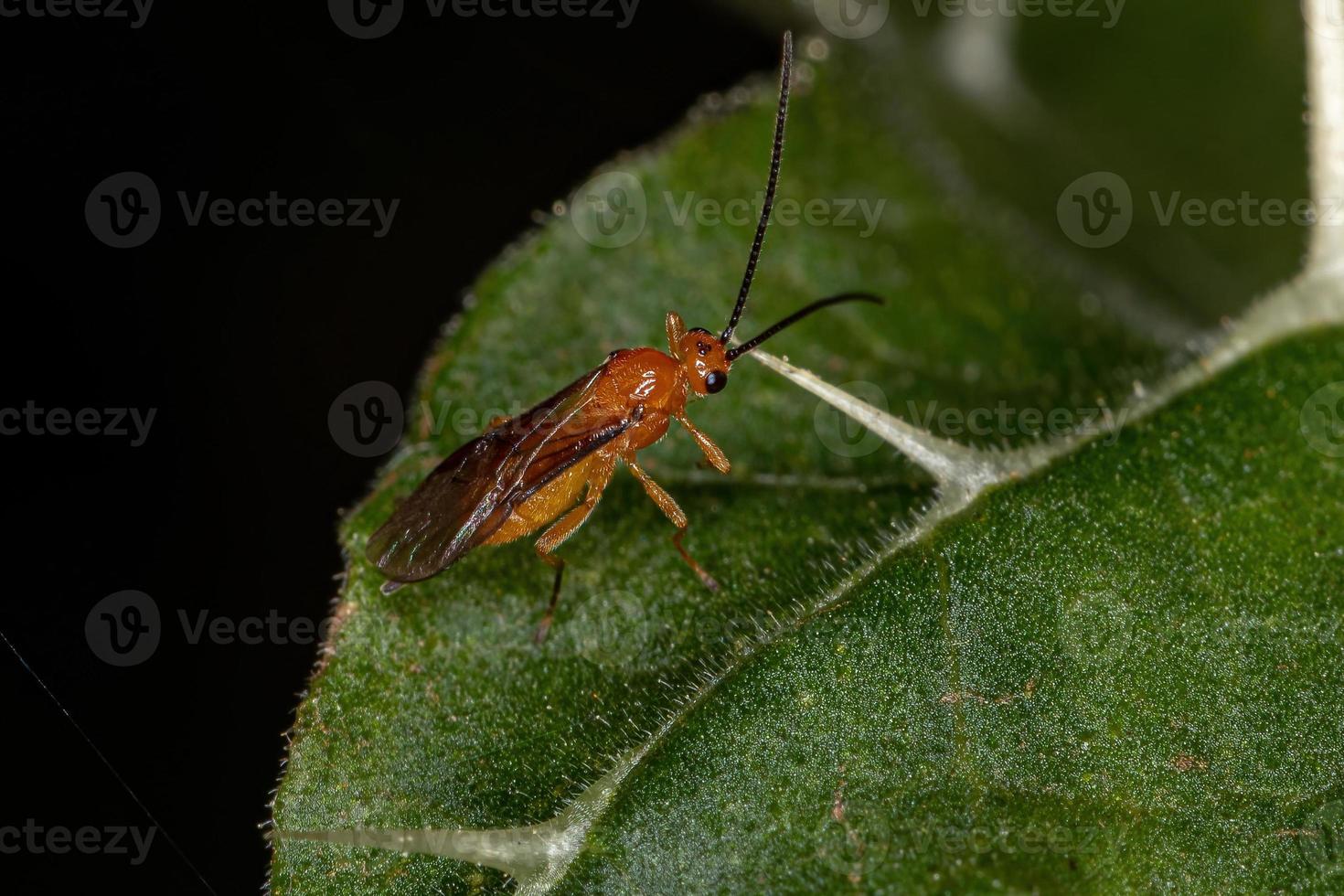 vespa braconid adulta foto