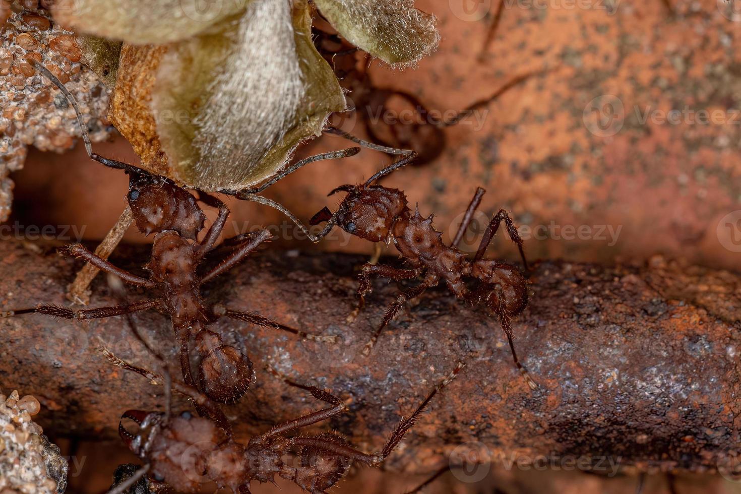 formica tagliafoglie acromyrmex adulto foto