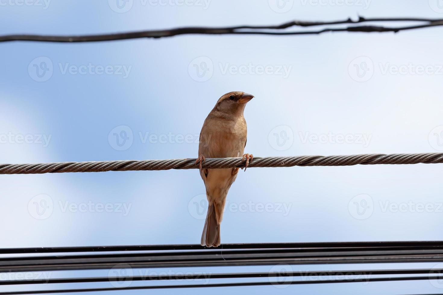 passero adulto foto