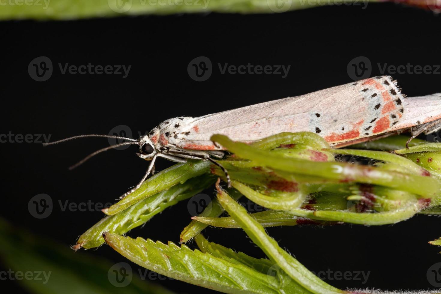 falena bella adulta ornata foto