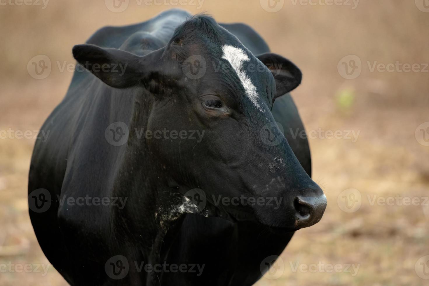 mucca adulta in una fattoria foto