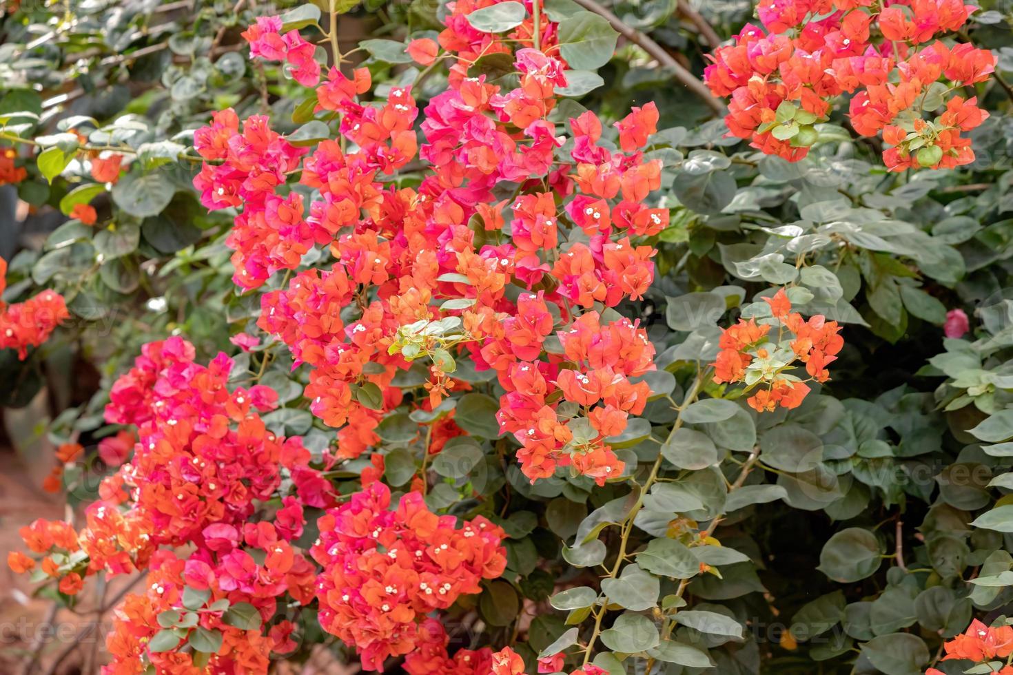 fiori di piante ornamentali foto