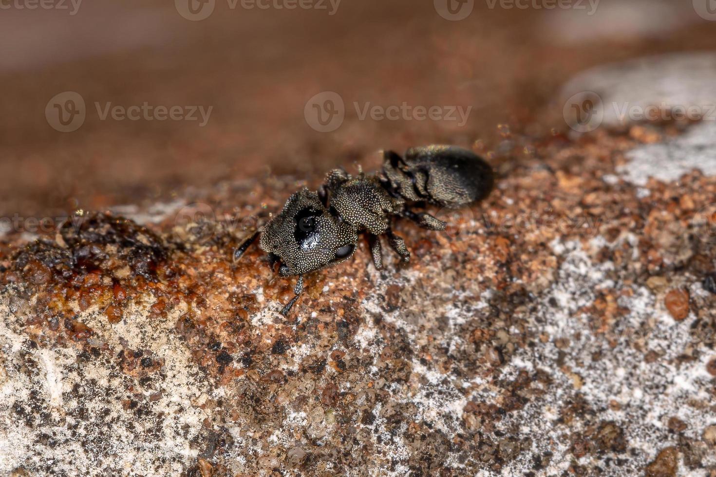 formica tartaruga nera adulta foto