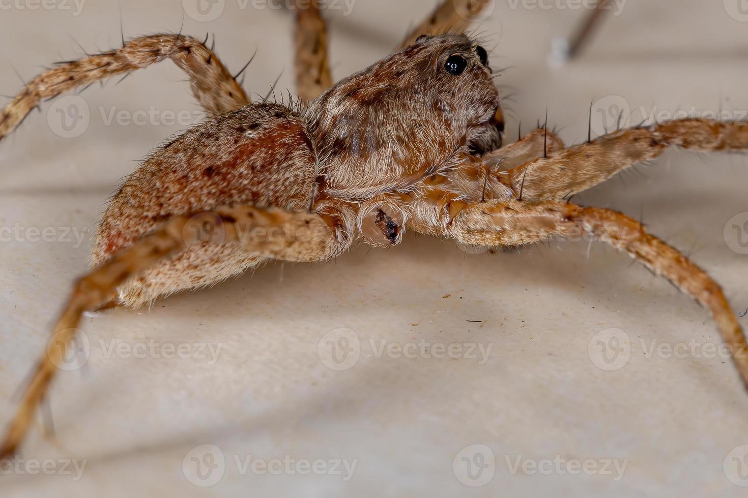 ragno lupo della famiglia lycosidae foto