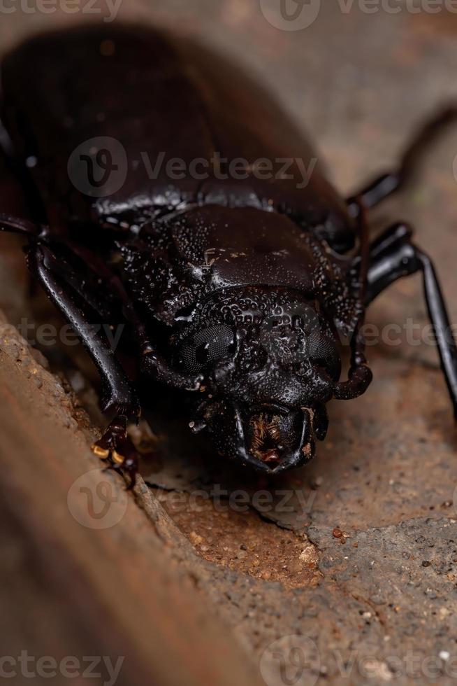 scarabeo prionide brasiliano foto