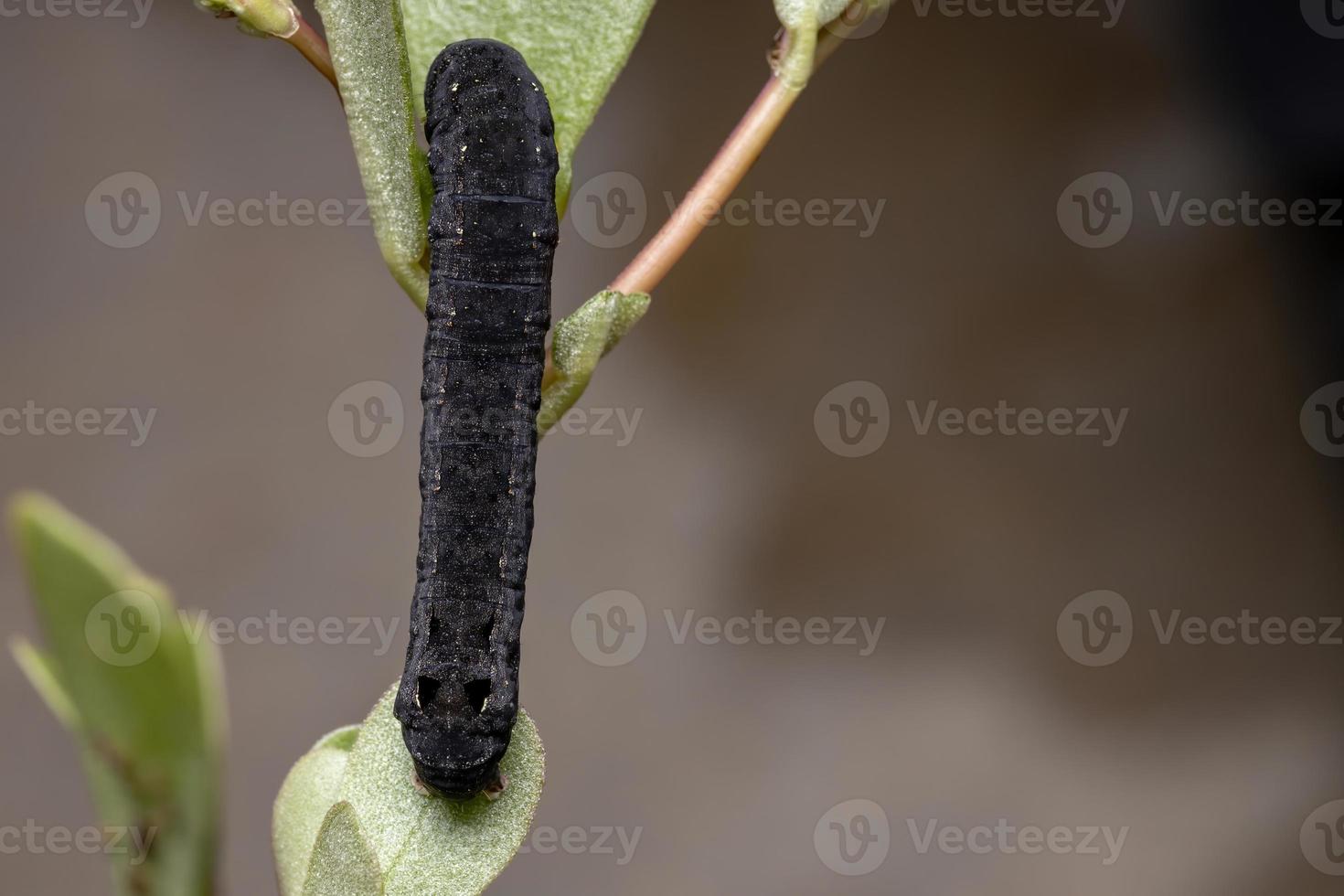 bruco che mangia una pianta di portulaca comune foto