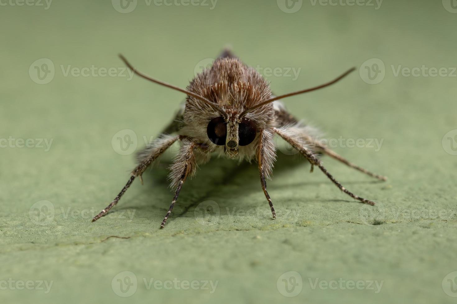 falena portulaca adulto foto