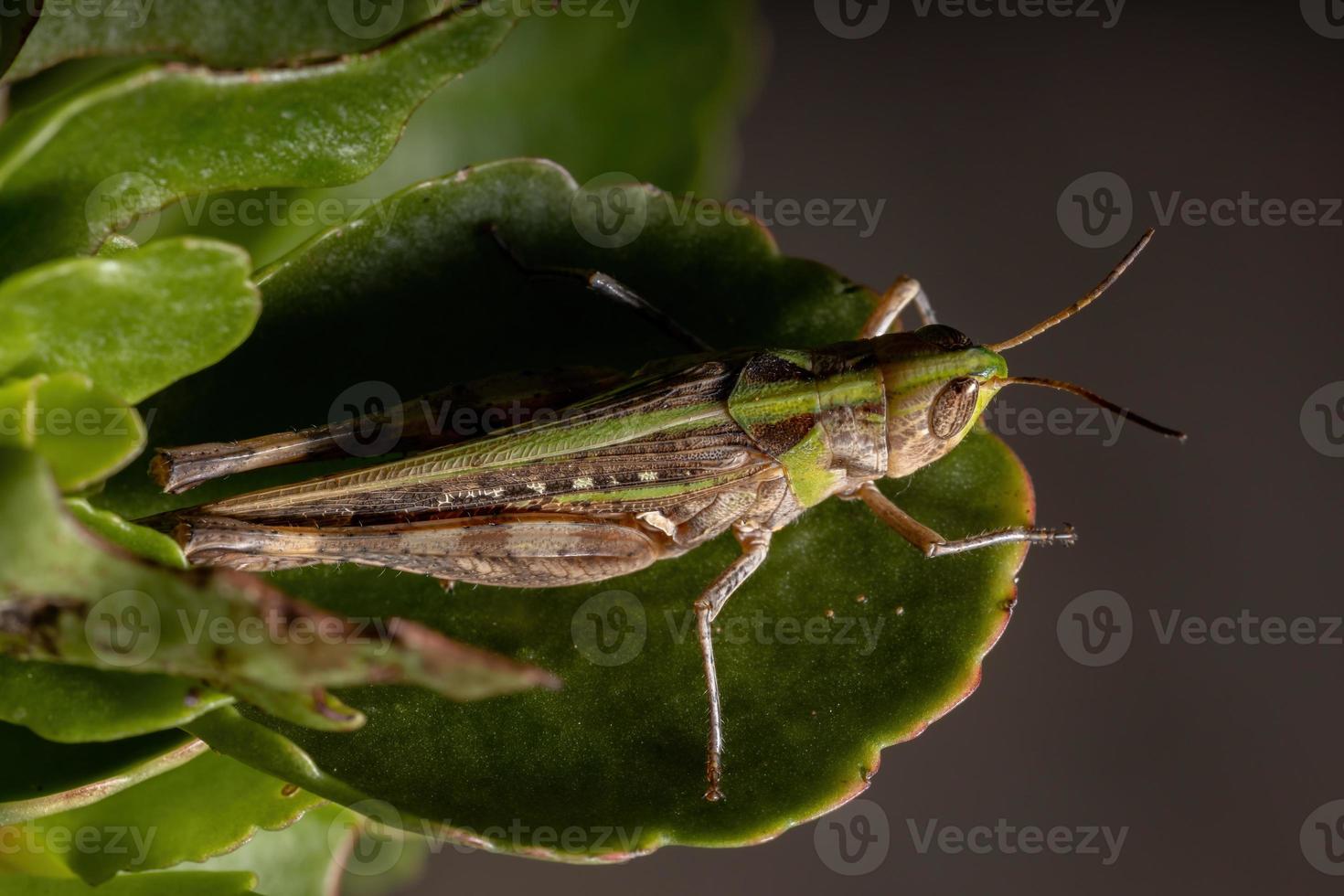 cavalletta stridulante adulta dal muso obliquo foto