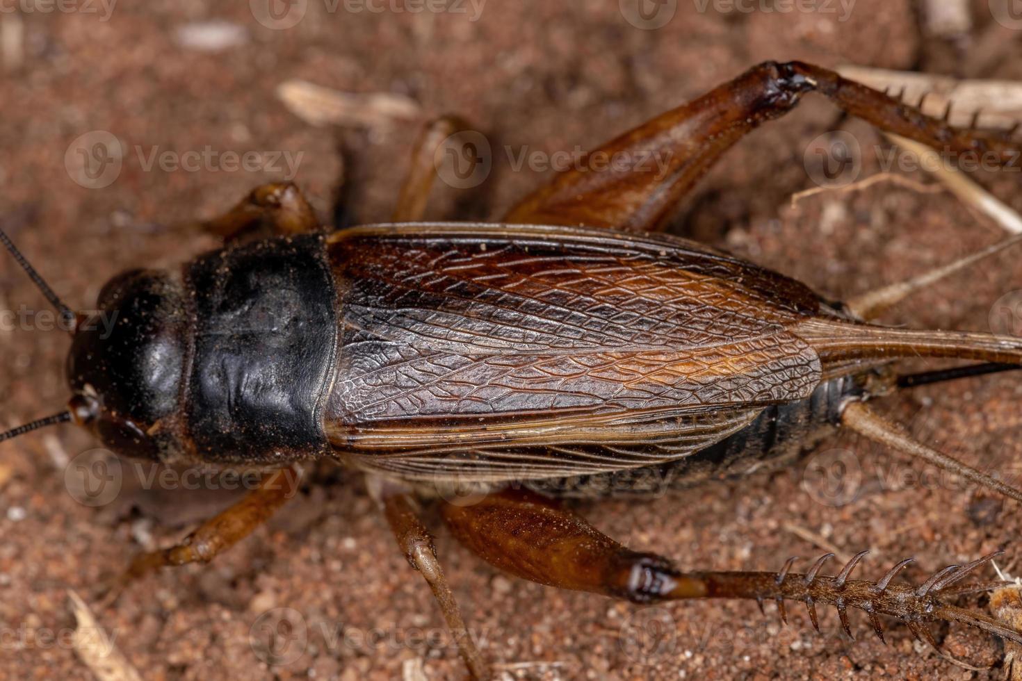 cricket adulto foto