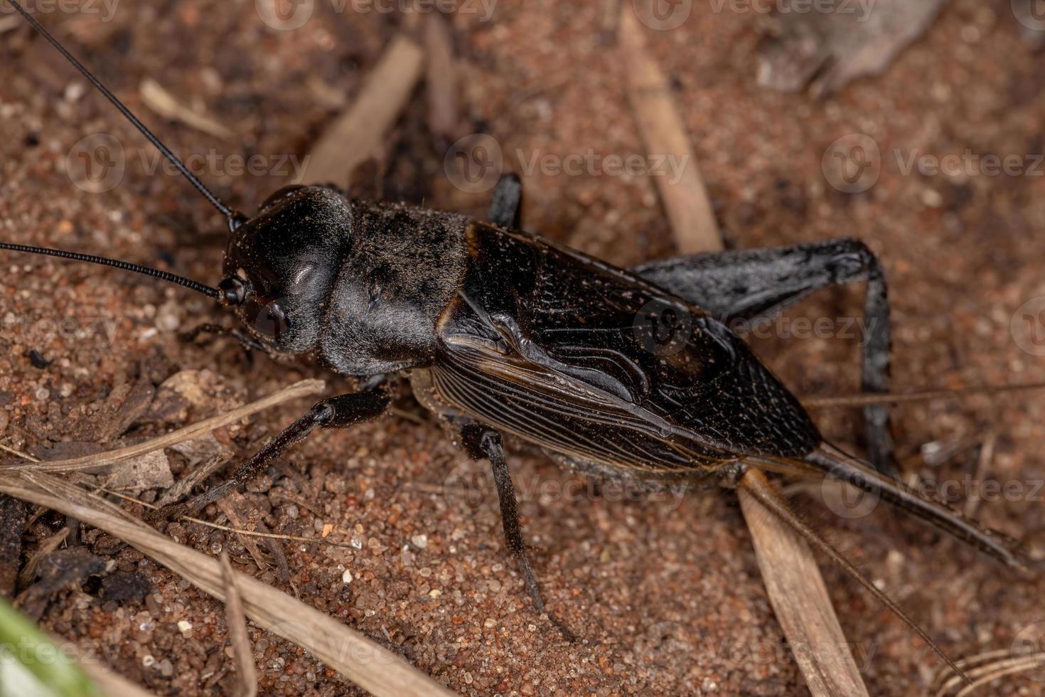 cricket adulto foto