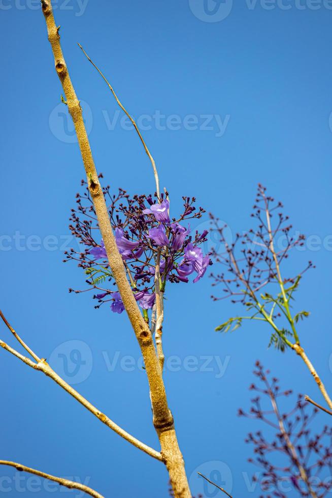 albero di jacaranda blu foto