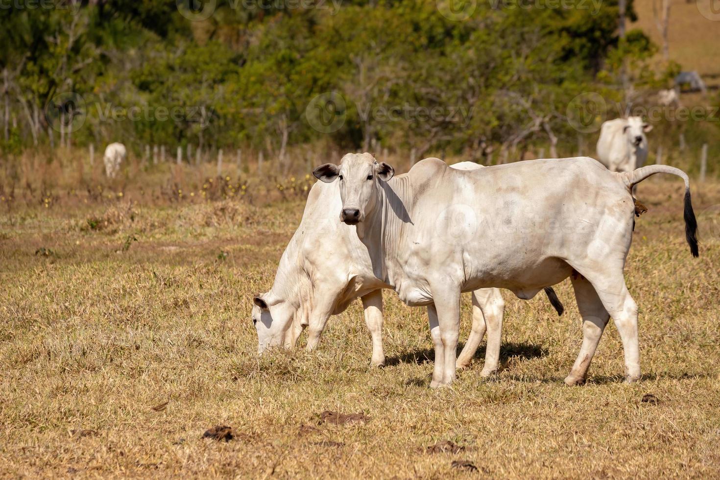 mucca adulta in una fattoria foto