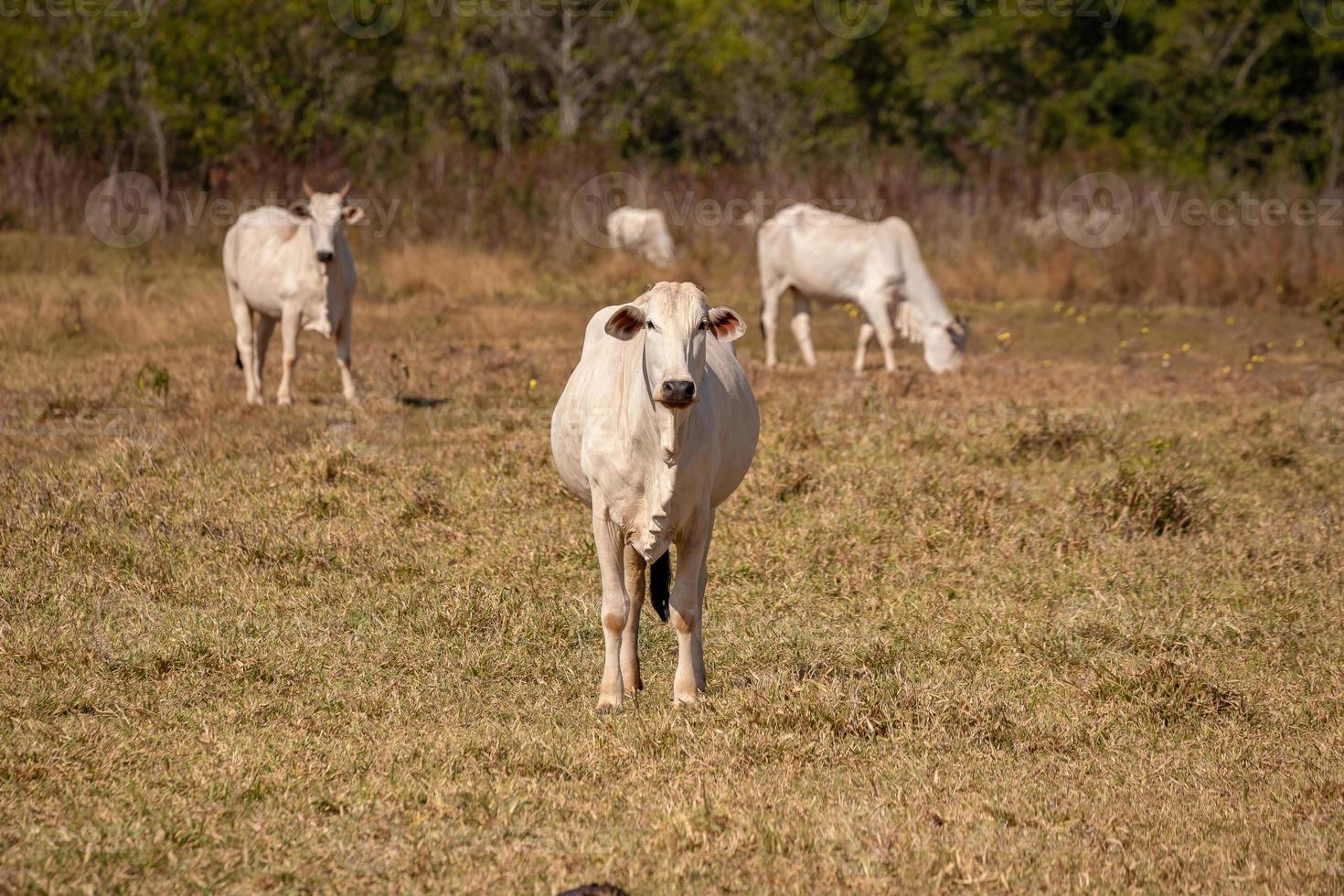 mucca adulta in una fattoria foto