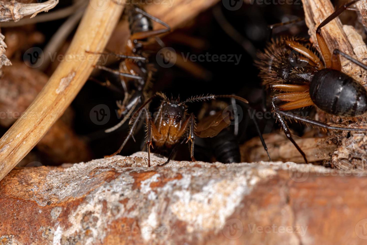 formica carpentiere femmina adulta foto