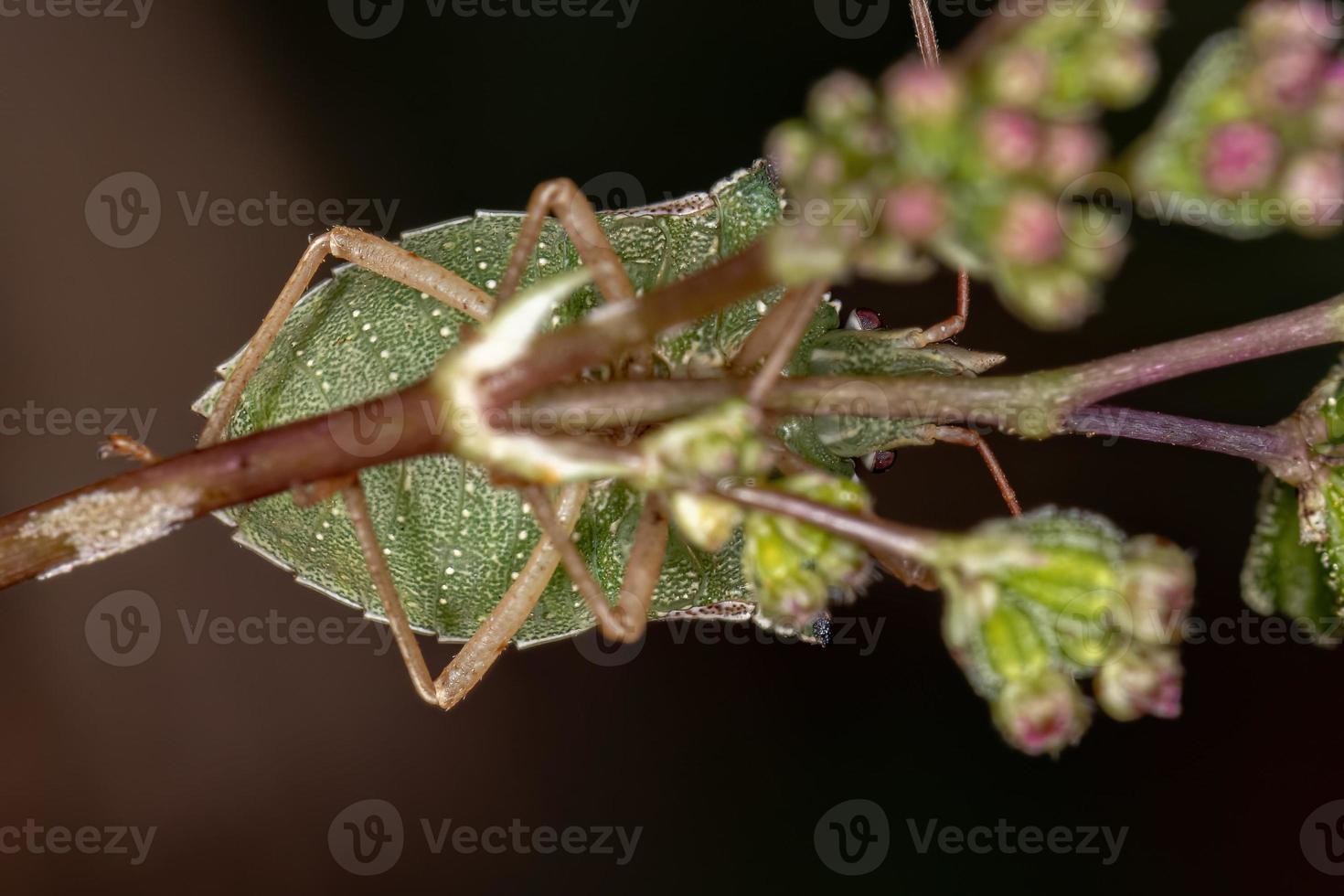 cimice del ventre verde adulto foto