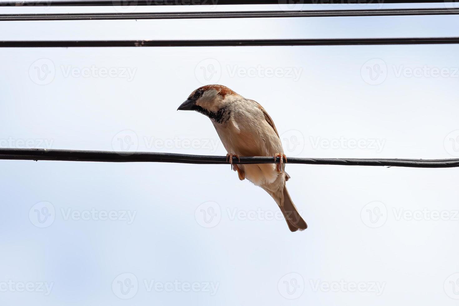 passero adulto foto