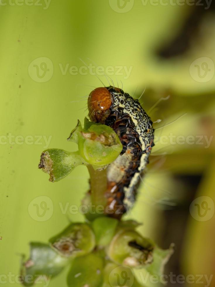 bruco che mangia una comune portulaca foto