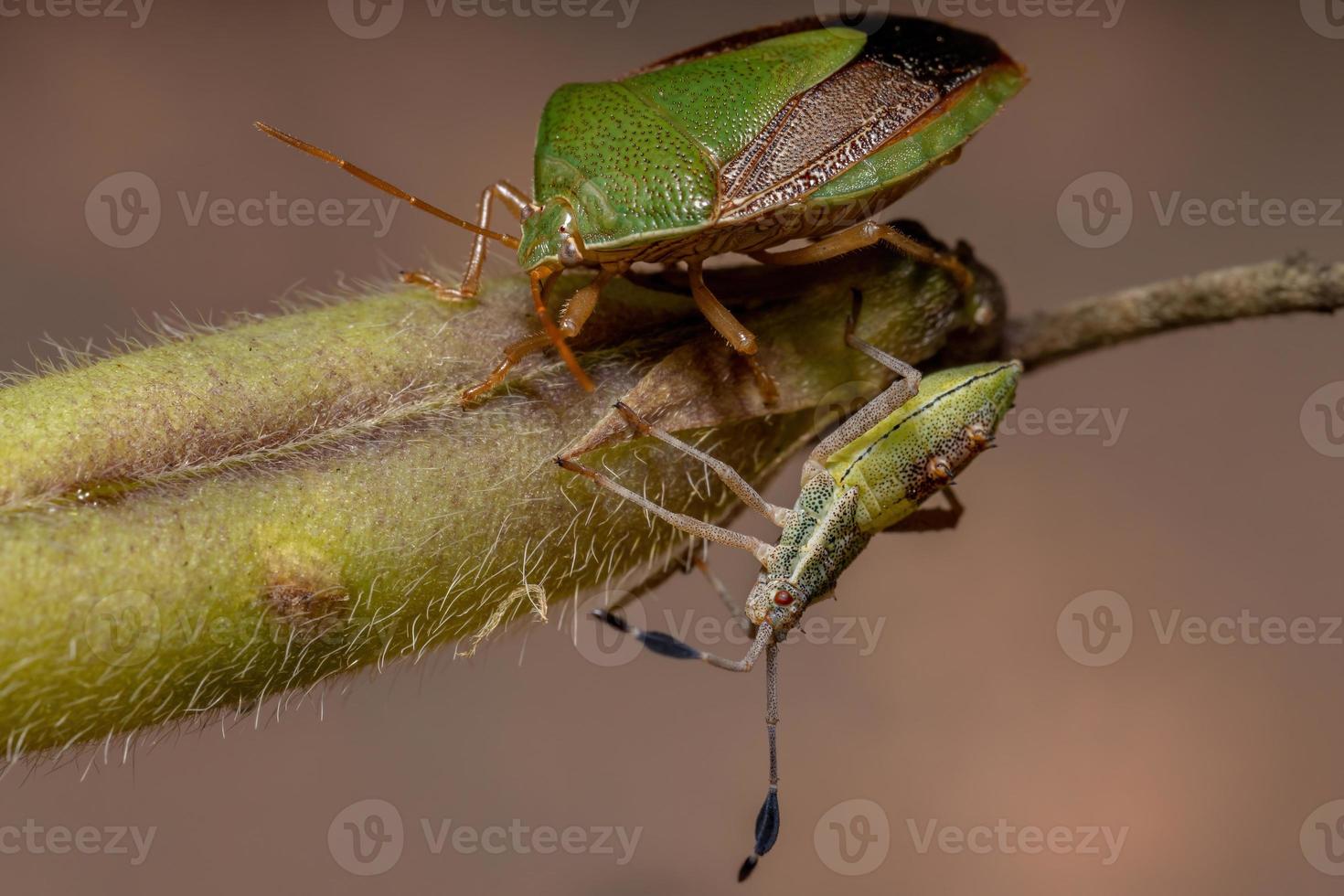 cimice adulta con una ninfa di insetto dai piedi di foglia foto