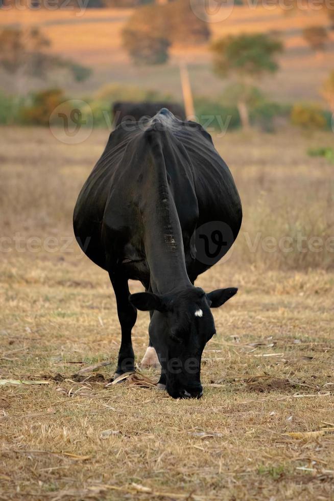 mucca adulta in una fattoria foto