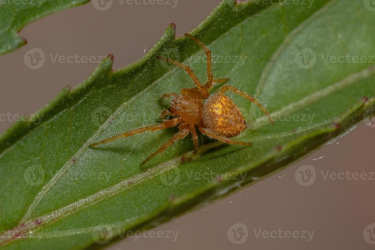 tipico ragno orbweaver foto