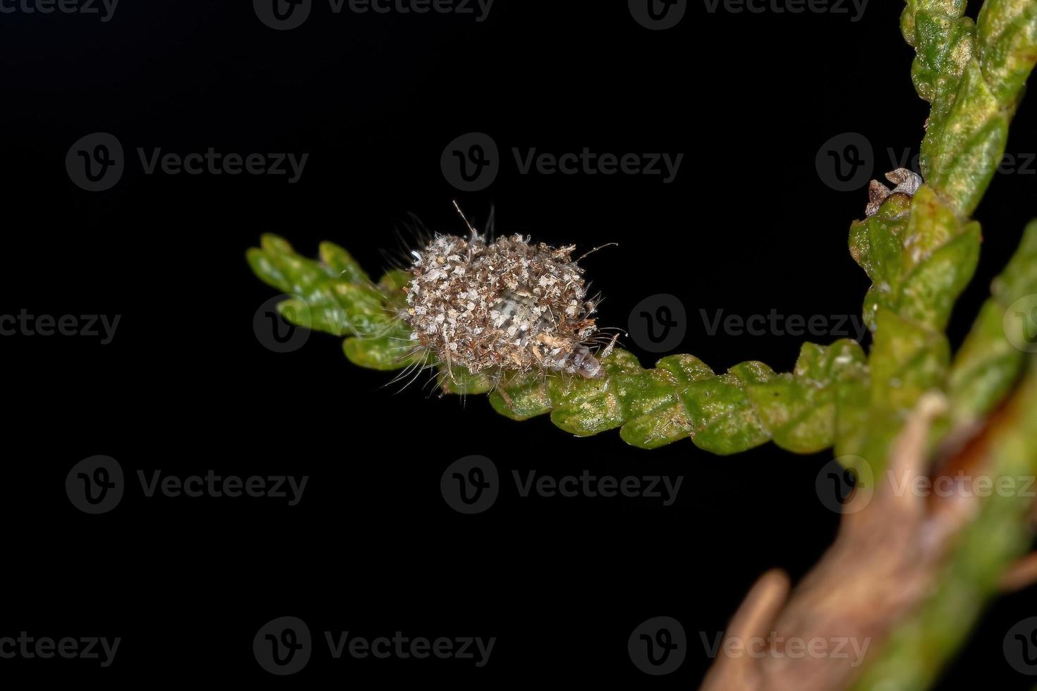 larva di merletto verde foto