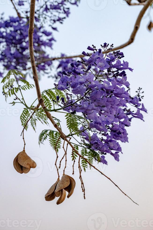 albero di jacaranda blu foto