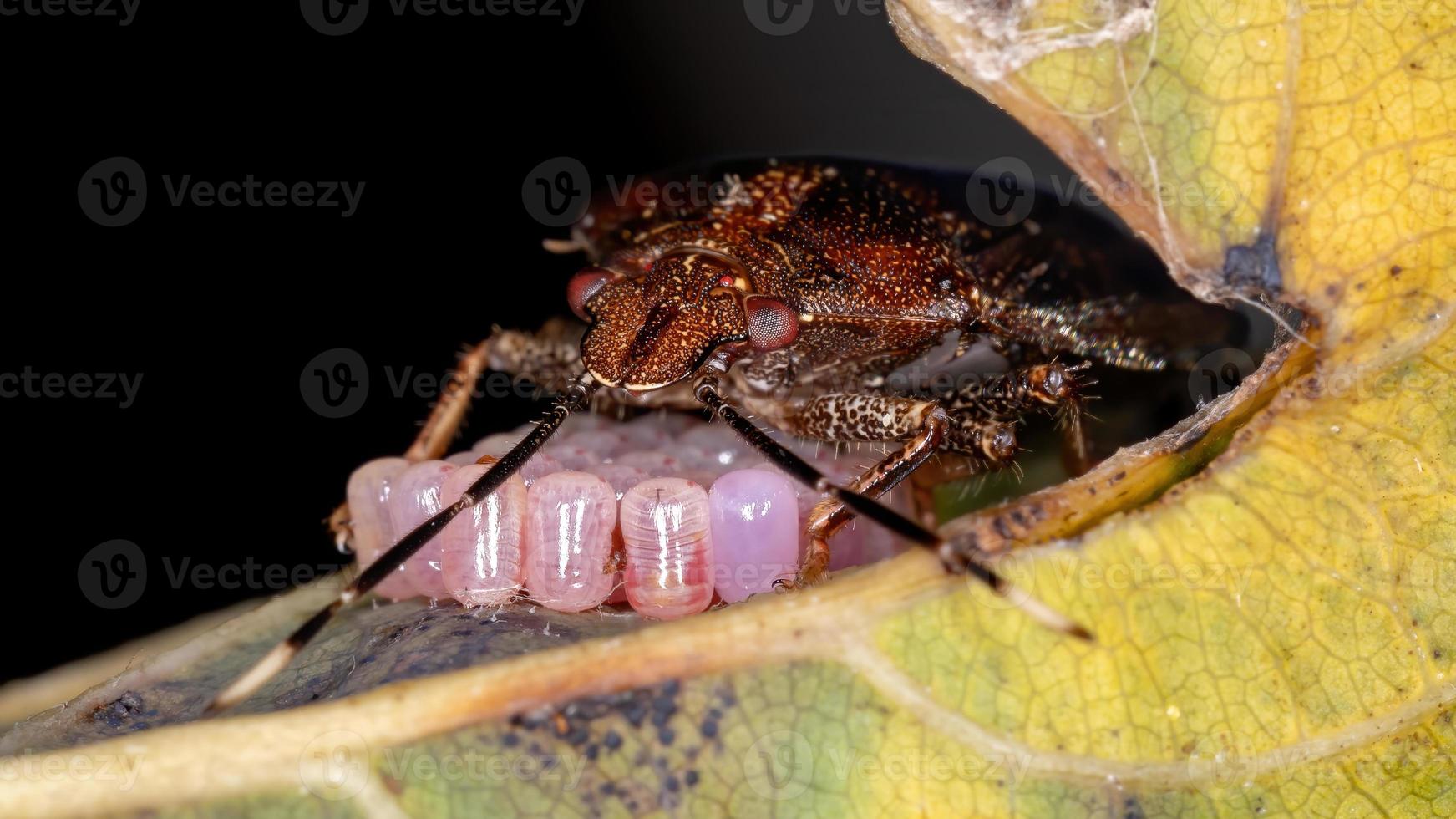 cimice puzzolente brasiliana foto