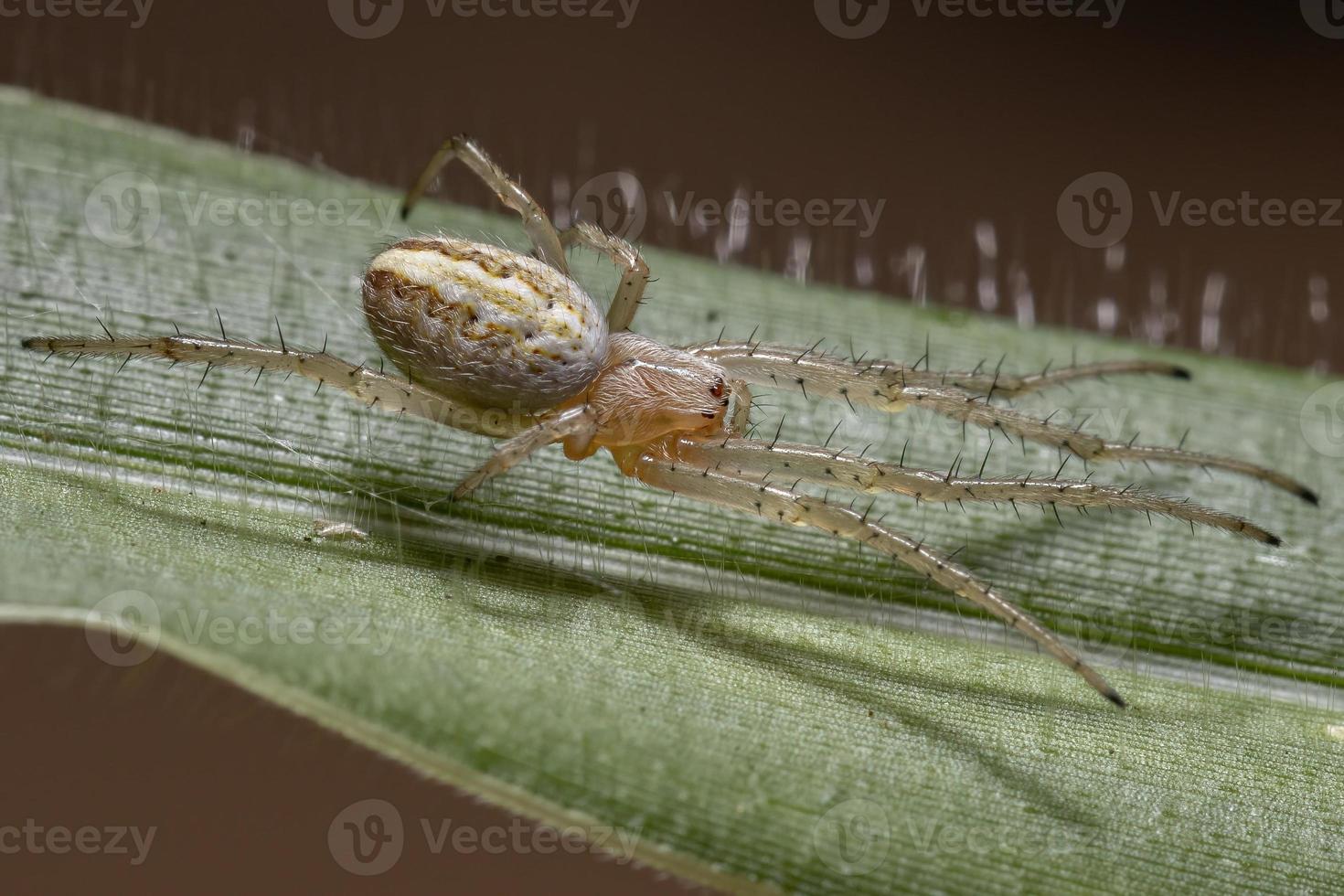 erba neoscona ragno foto