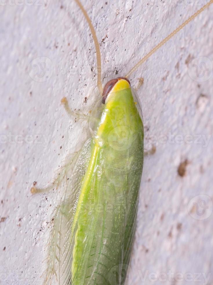 scarafaggio gigante verde foto