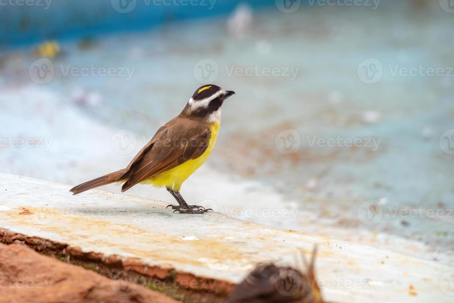 grande animale kiskadee foto