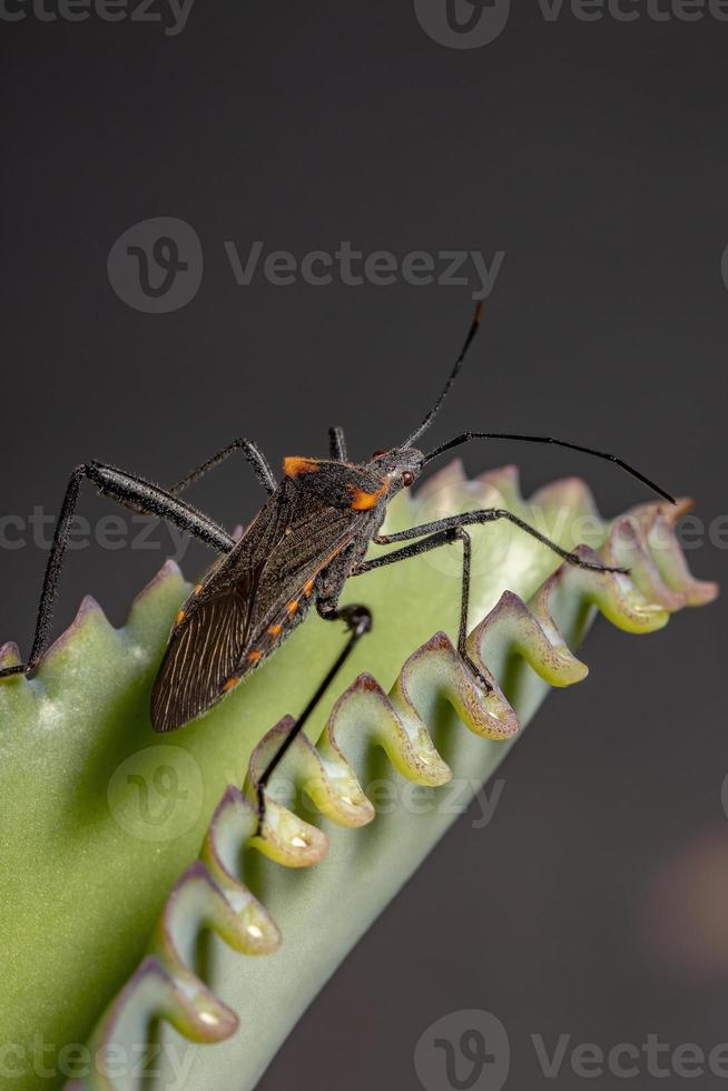 insetto adulto dai piedi di foglia foto