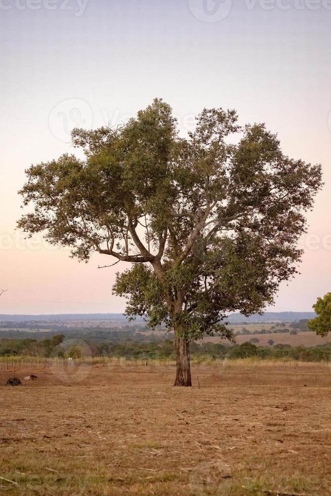 grande albero di angiosperme foto