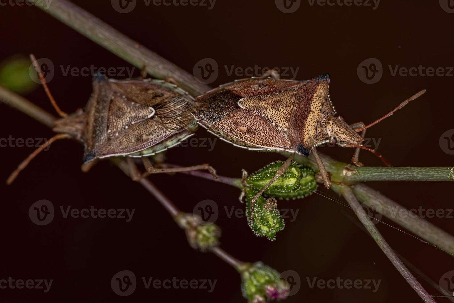 cimice del ventre verde adulto foto