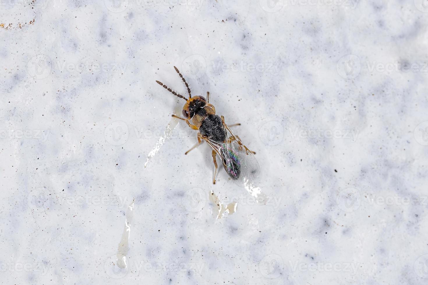 piccolo seme adulto vespa calcidoide foto