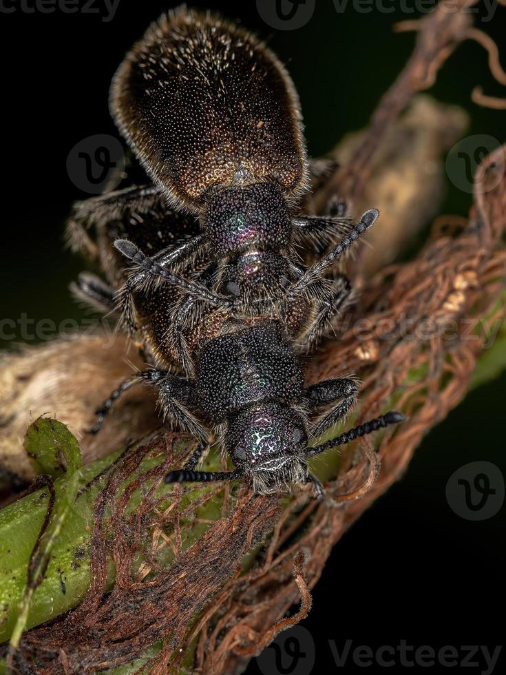 coleotteri adulti dalle lunghe giunture foto