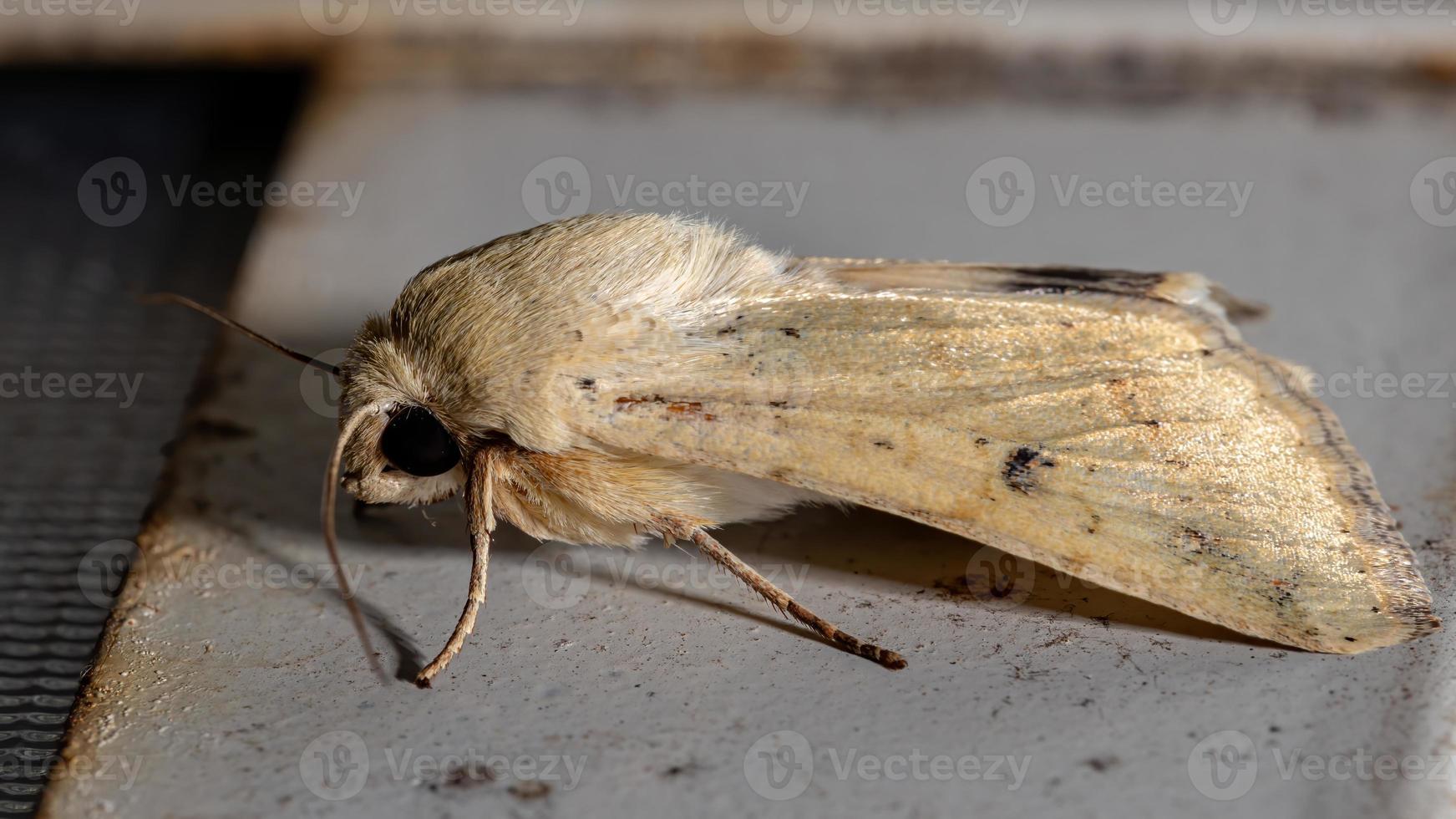 falena cutworm gialla foto