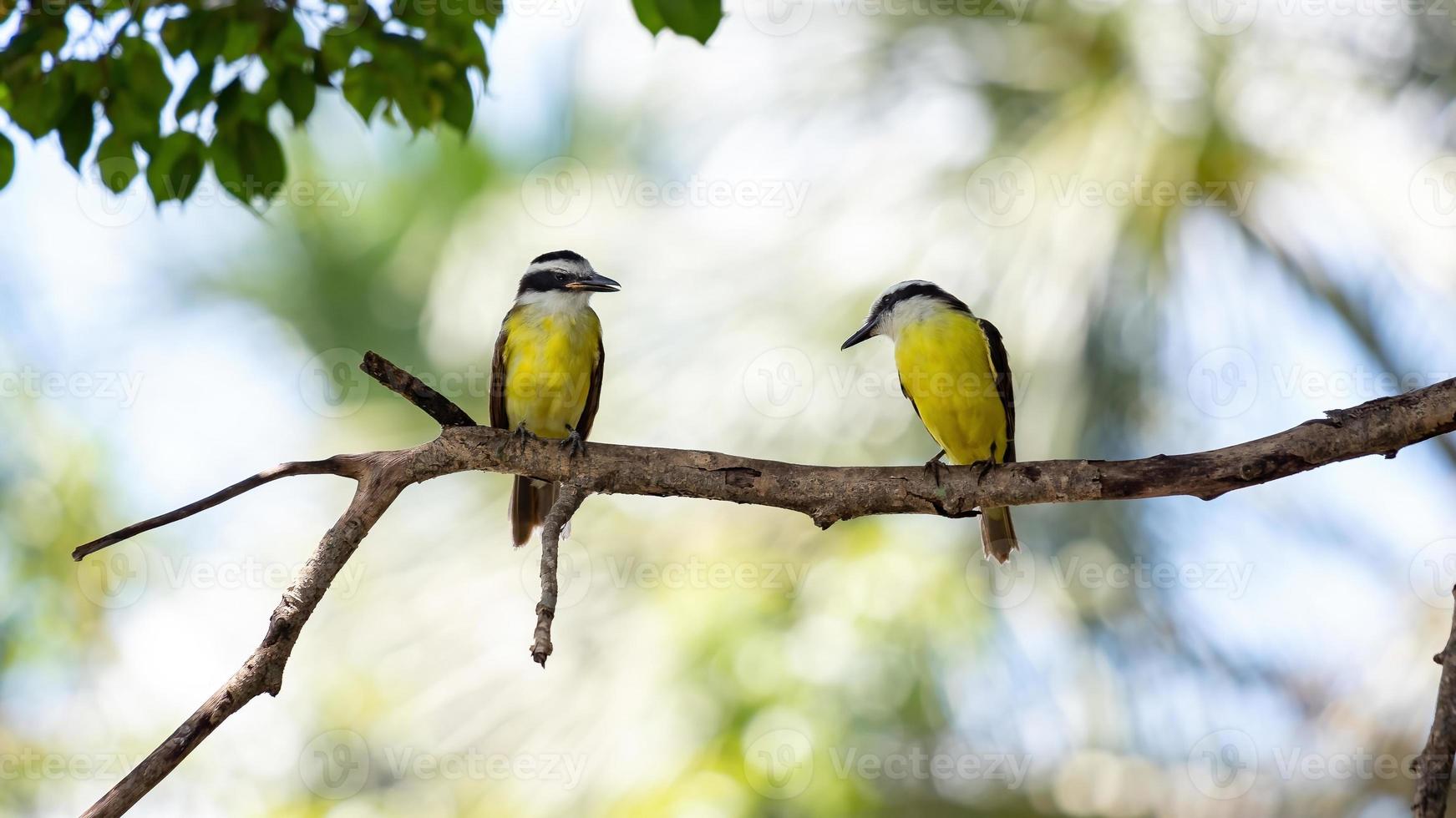 grande animale kiskadee foto