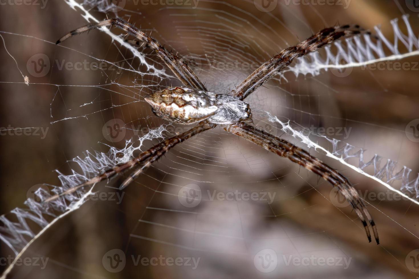 orbweaver da giardino d'argento foto