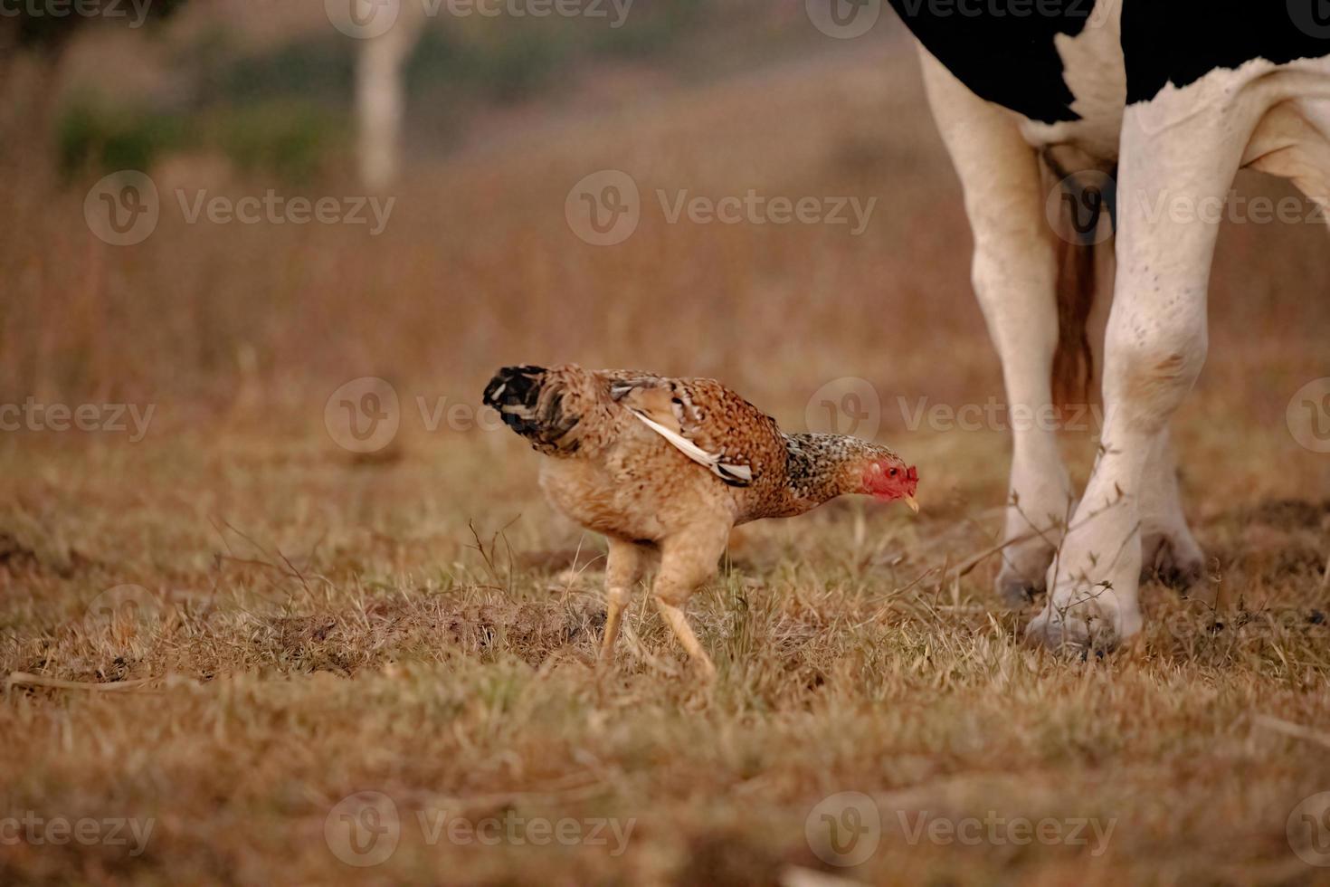 pollo animale domestico foto