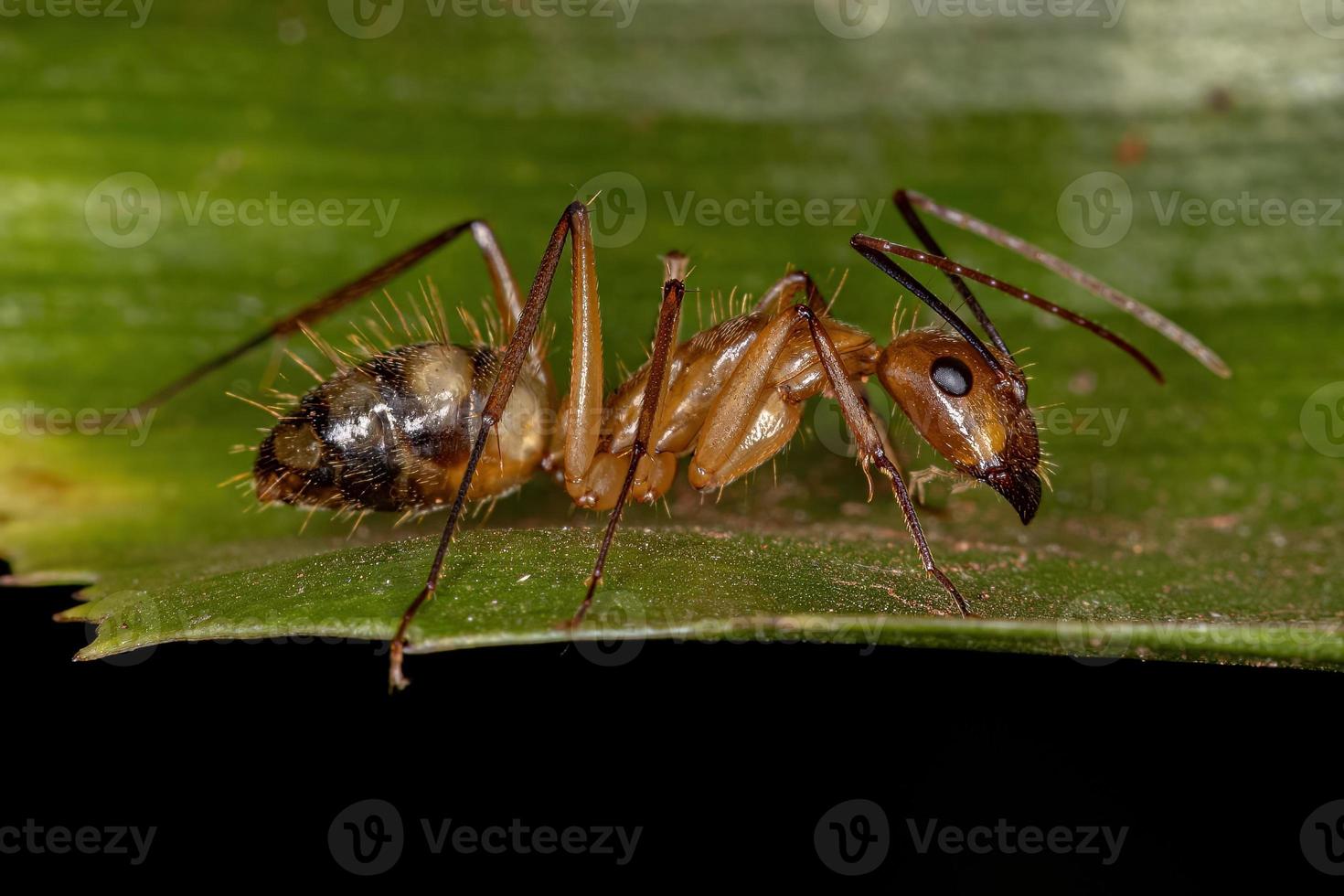 formica carpentiere femmina adulta foto