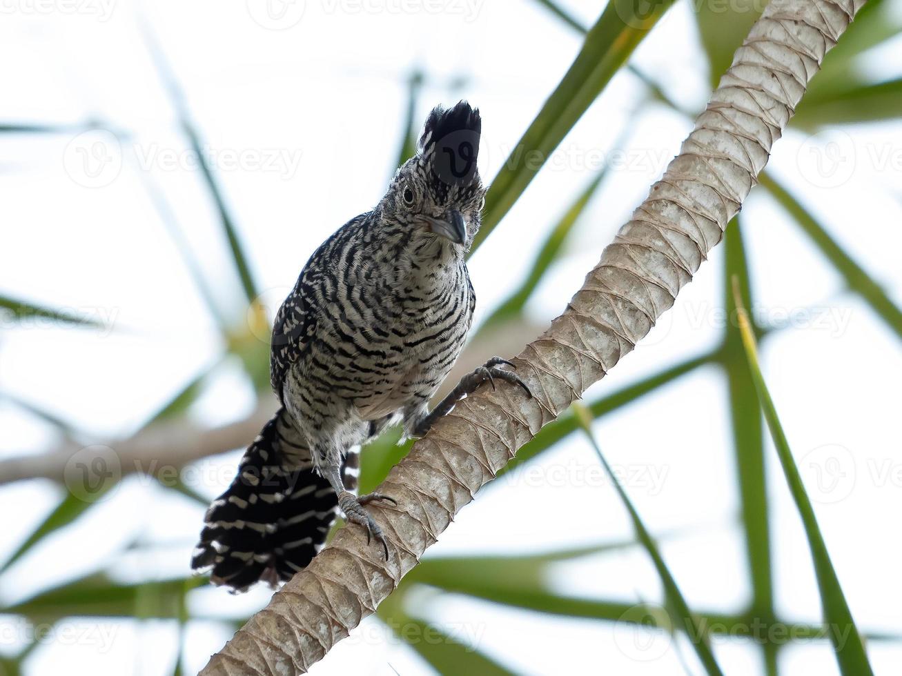 maschio brasiliano sbarrato antshrike foto