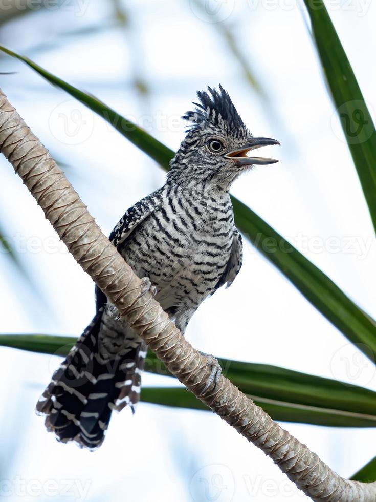 maschio brasiliano sbarrato antshrike foto