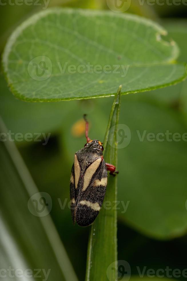 froghopper adulto su una foglia foto