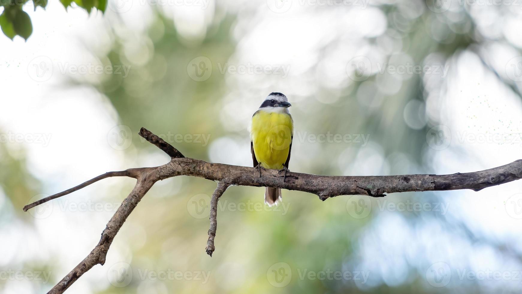 grande kiskadee in primo piano foto